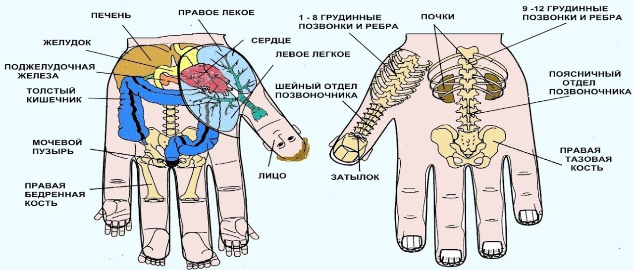 «Что расскажут ваши руки: проекция органов на кисти».