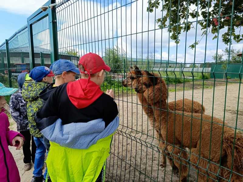 Альпаки: пушистые комочки счастья!