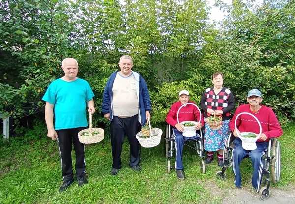 Заготовка листьев плодовых деревьев