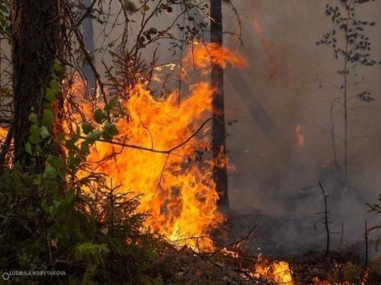 Масштаб лесных пожаров увеличился.