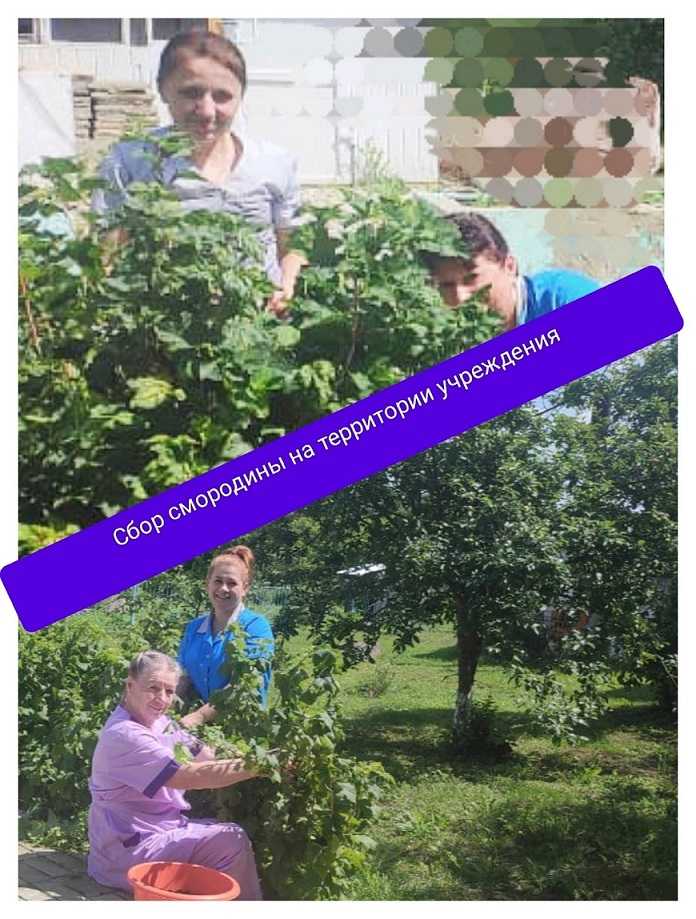 Сбор урожая