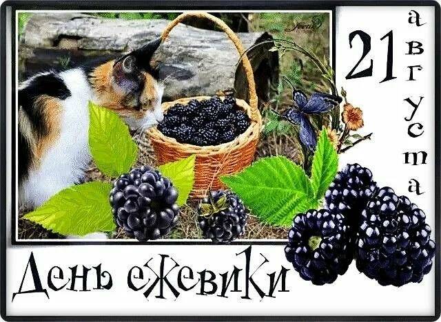 21 августа - День ежевики. 