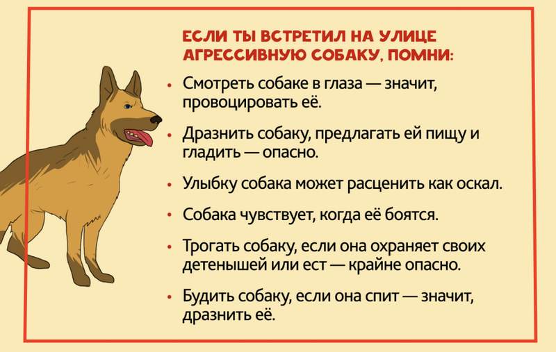 Правила безопасного поведения при встрече с собаками