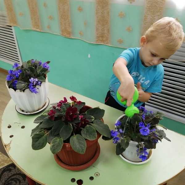 Учимся ухаживать за комнатными растениями