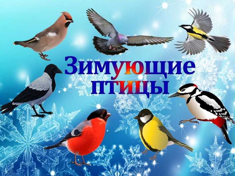 День Зимующих птиц