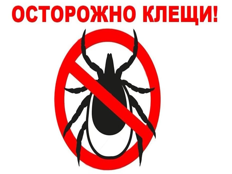 Осторожно, клещи! Беседа с фельдшером о весенней безопасности.