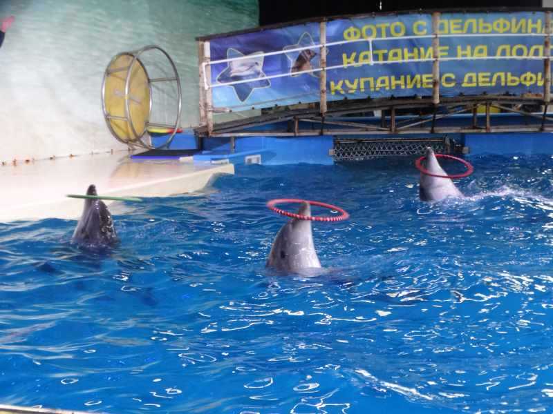 Посещение Нижегородского дельфинария.